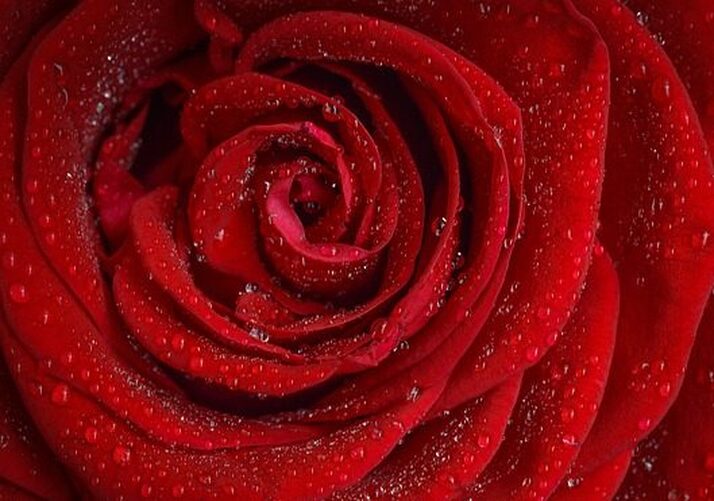 Buy Organic Red Rose Petal Powder- Rosa Centifolia -100% Pure